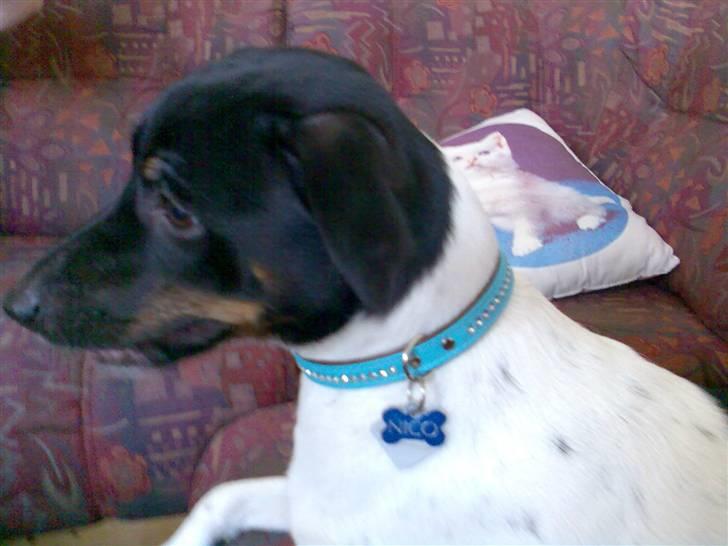 Dansk svensk gaardhund Nico (von diddo) - Ja, det er mig der er Nico - og er i i tvivl, så er det mig alting handler om.... :-) billede 1