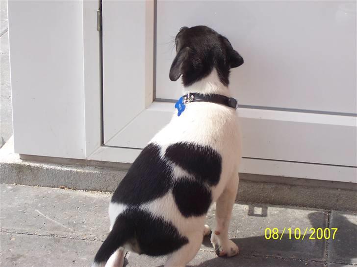 Dansk svensk gaardhund Nico (von diddo) - Hallo !! Mormor, er du hjemme ? billede 2