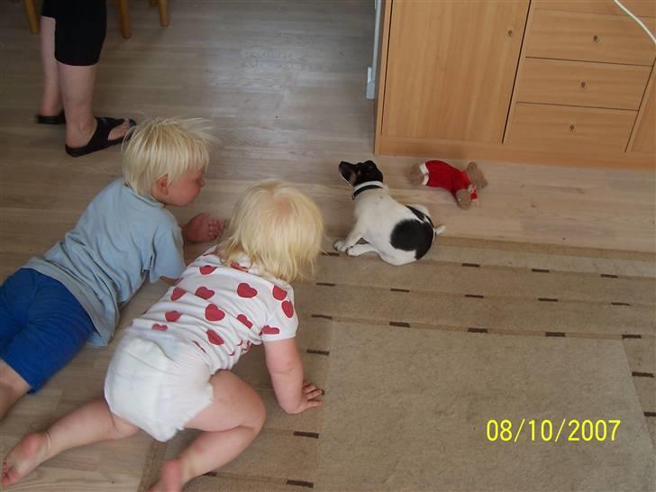 Dansk svensk gaardhund Nico (von diddo) - Den er godt nok spændende sådan en hundehvalp.. billede 3