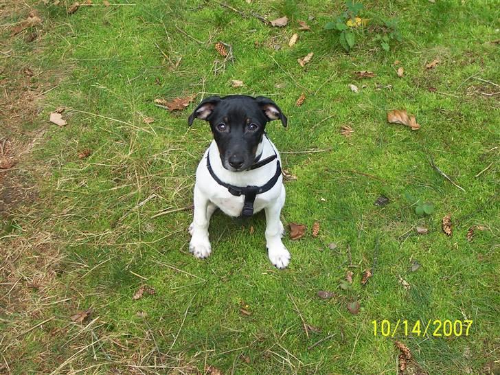 Dansk svensk gaardhund Nico (von diddo) - I skoven, følte mig vist helt alene.. billede 4