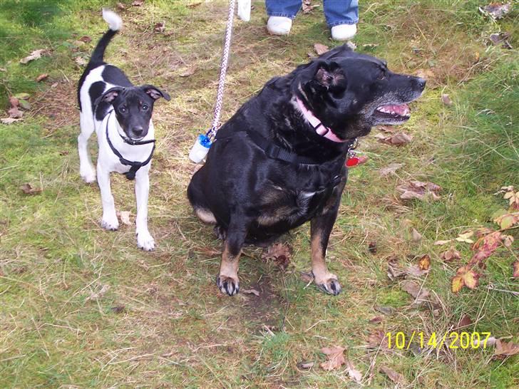 Dansk svensk gaardhund Nico (von diddo) - Mig og mormors hund Sandy.. billede 5