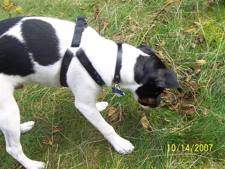 Dansk svensk gaardhund Nico (von diddo) - Gad vide om den her pind sidder meget godt fast ?? billede 6