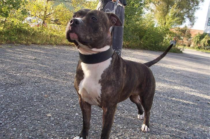 Amerikansk staffordshire terrier Gizmo billede 3
