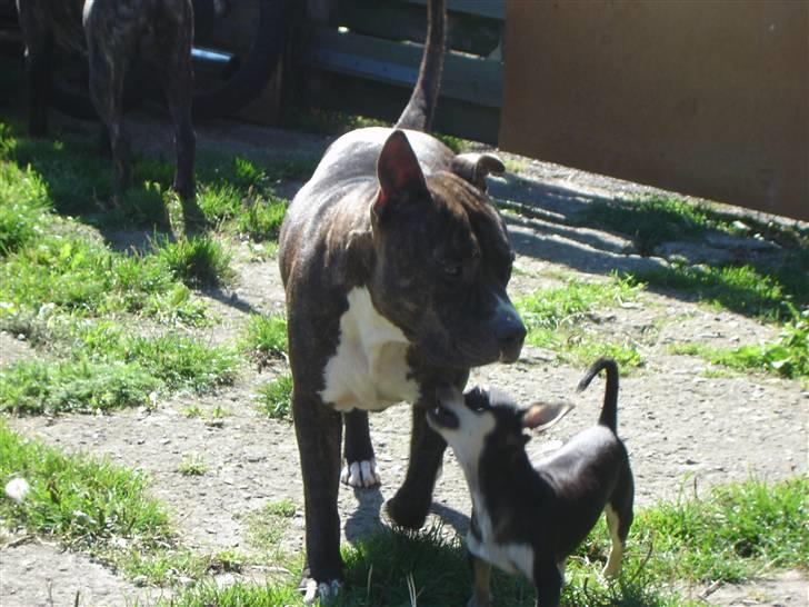 Amerikansk staffordshire terrier Gizmo billede 4