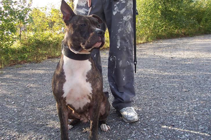 Amerikansk staffordshire terrier Gizmo billede 5