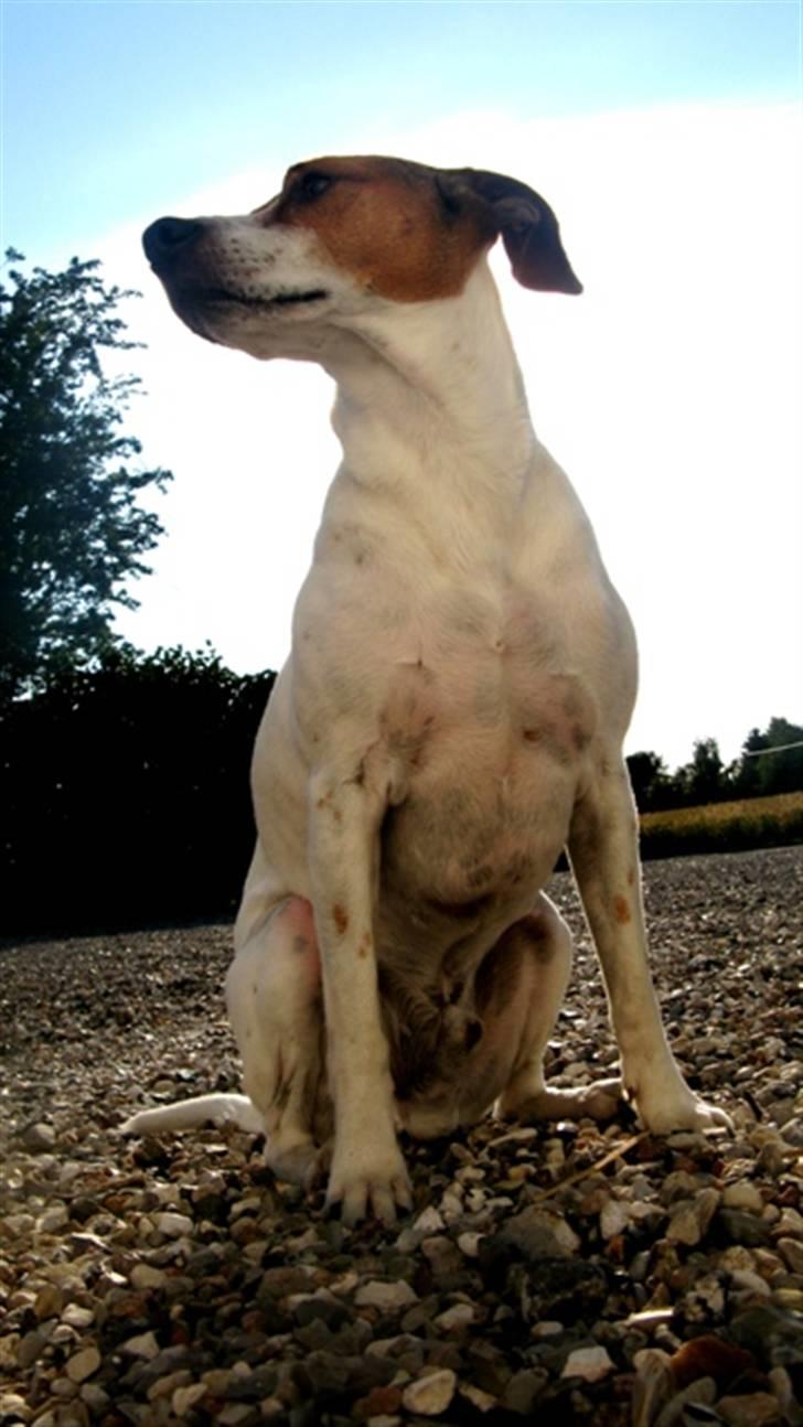 Dansk svensk gaardhund Buster - buster<3 billede 2