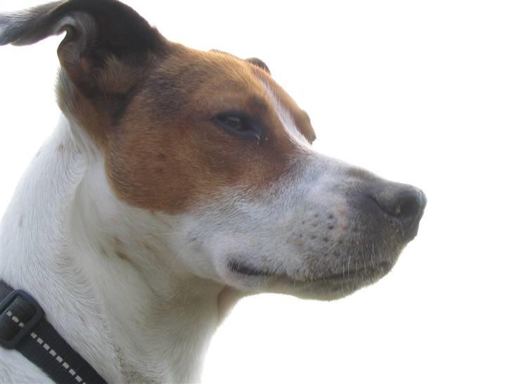 Dansk svensk gaardhund Buster billede 1