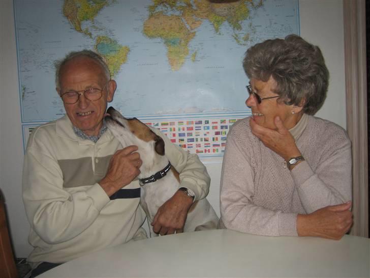 Dansk svensk gaardhund Buster - Jeg elsker dig morfar! billede 3