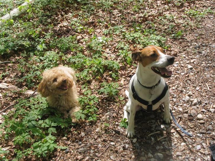 Dansk svensk gaardhund Buster - Malik og buster i skoven billede 4