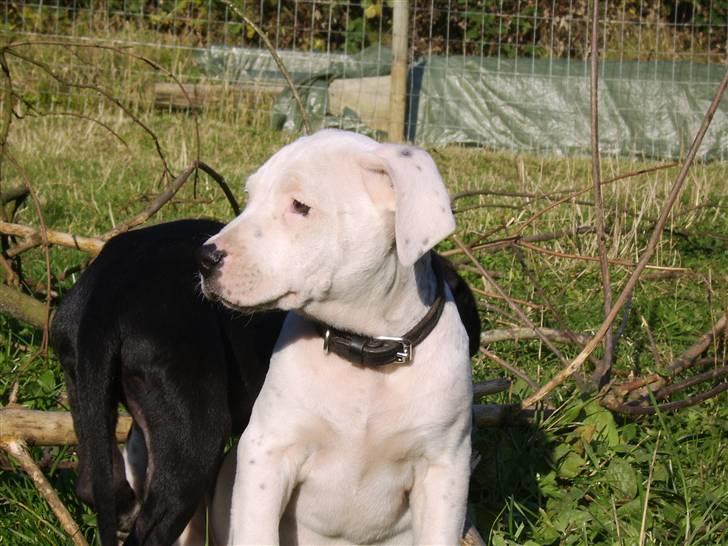 Blanding af racer Amira *R.I.P.* billede 1