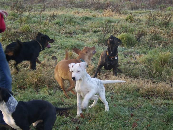 Blanding af racer Amira *R.I.P.* - Amira, Raja, Sasha, Mizka & Kenzo (: billede 2