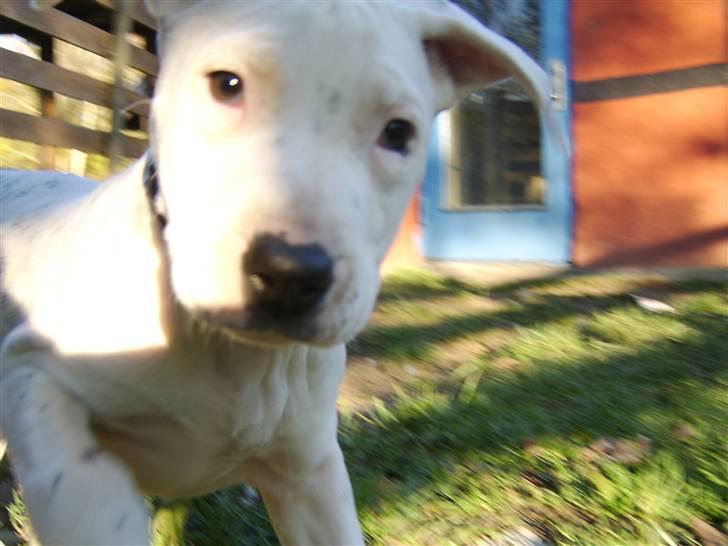 Blanding af racer Amira *R.I.P.* - Harj med jer (: billede 3