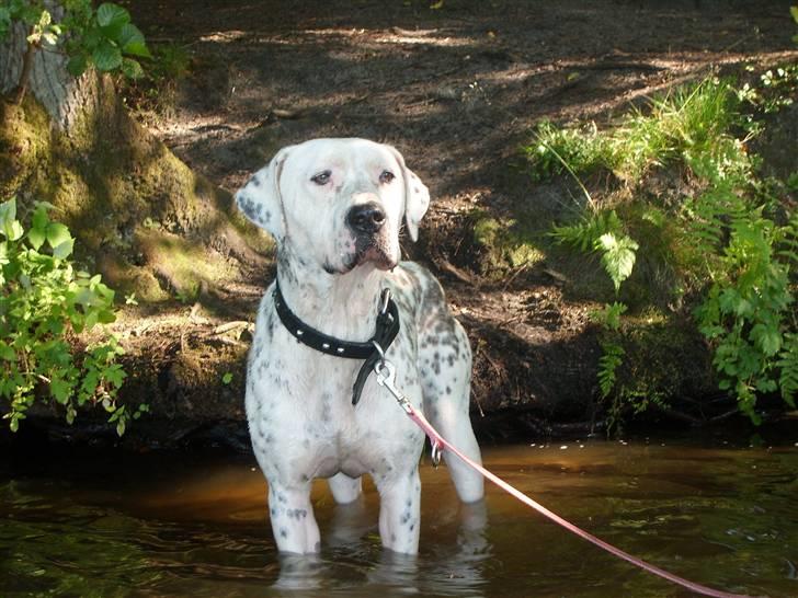 Blanding af racer Amira *R.I.P.* - Amiras sidste tur til Dollerup Bakker. billede 4