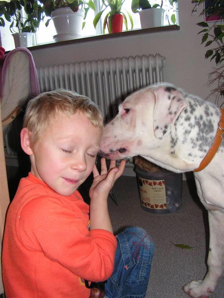 Blanding af racer Amira *R.I.P.* - Nichlas og Amira. Tager d.2/2 08 billede 5