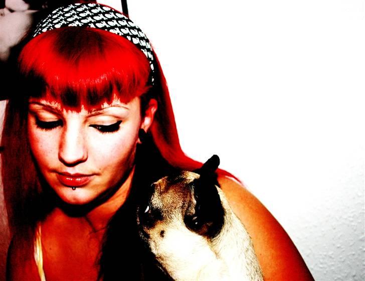 Mops Adolf Victor billede 15