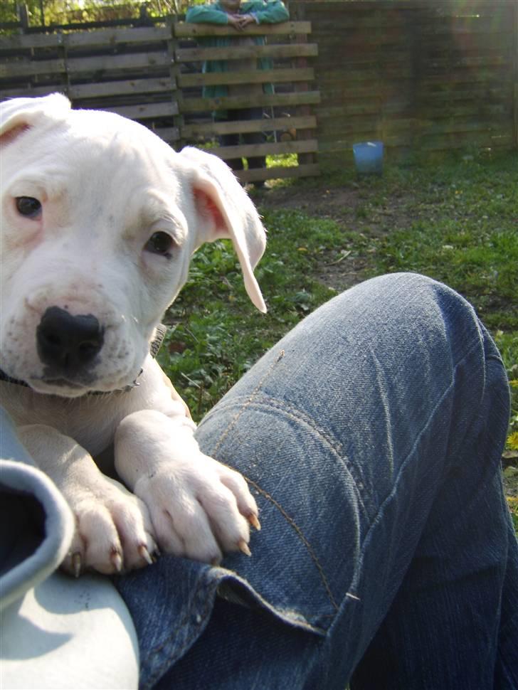 Blanding af racer Amira *R.I.P.* - Sidder lige og hygger ved mor (o: billede 6