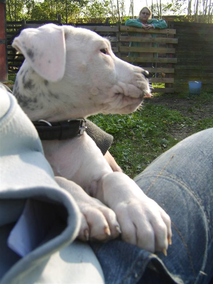 Blanding af racer Amira *R.I.P.* billede 7