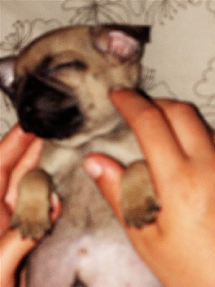 Mops Adolf Victor billede 16