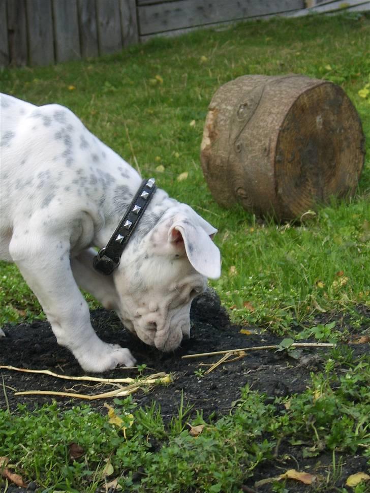 Blanding af racer Amira *R.I.P.* - Uhh det er godt nok spændene det her billede 8