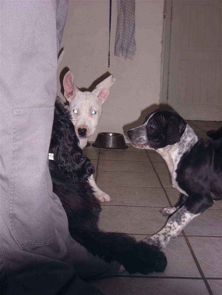 Blanding af racer Amira *R.I.P.* - Her er Raja (Amiras søster) og en am cocker ved navn Fie også Amira (: billede 9