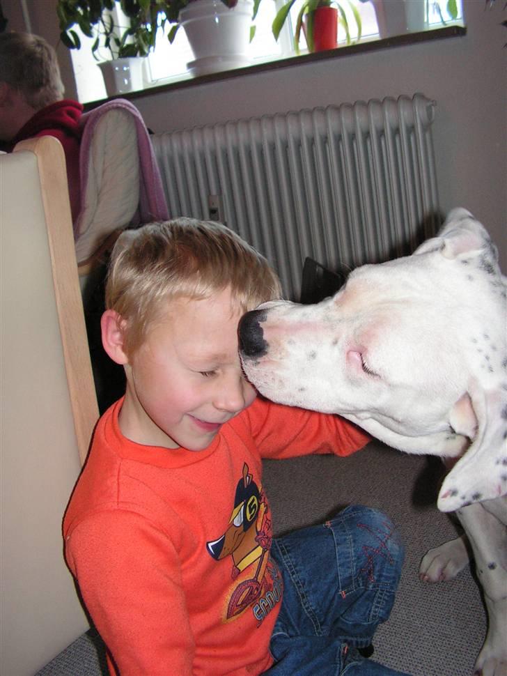 Blanding af racer Amira *R.I.P.* - Nichlas og Amira. Tager d.2/2 08  billede 10