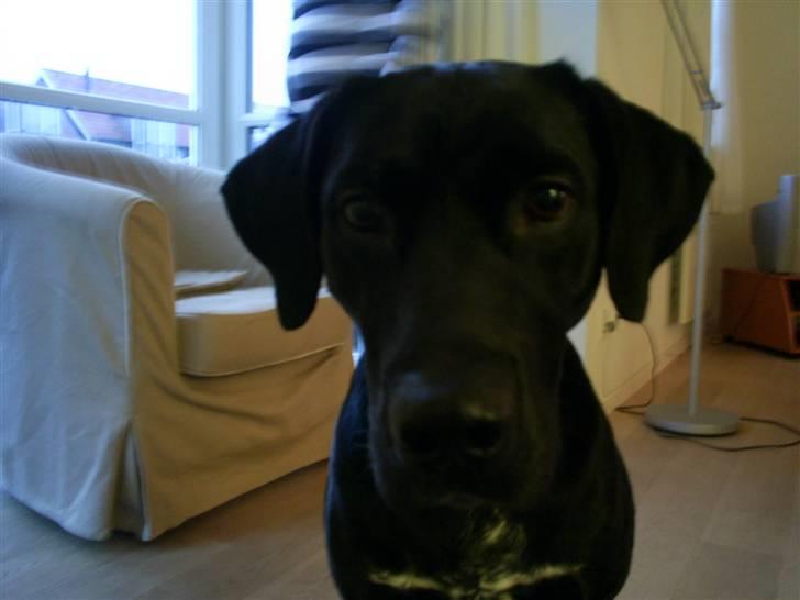 Blanding af racer Kiwi billede 8