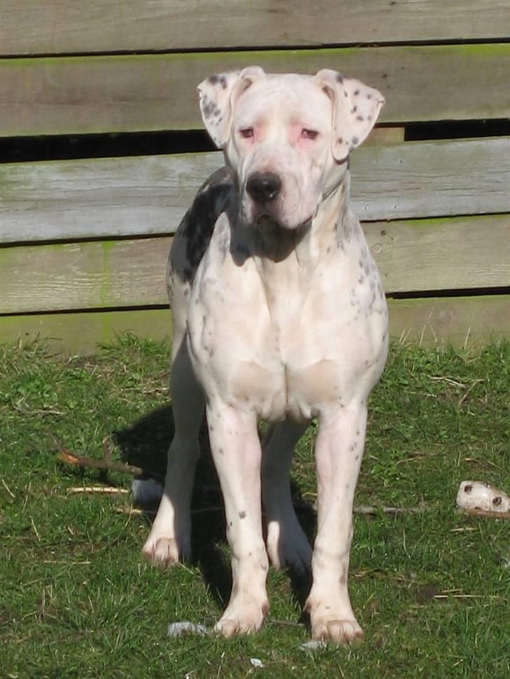 Blanding af racer Amira *R.I.P.* - NYT! Taget den 19/3. billede 11