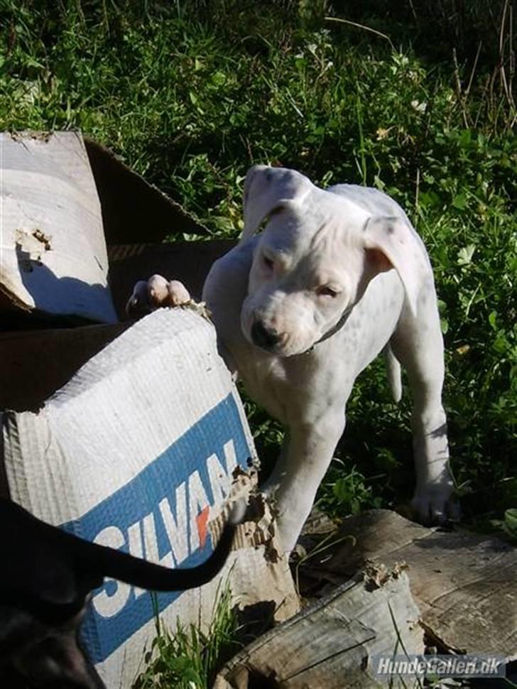 Blanding af racer Amira *R.I.P.* billede 12