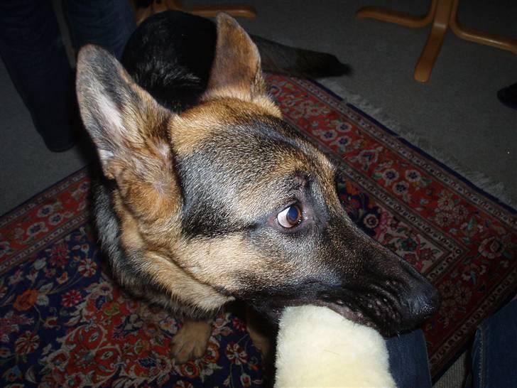 Schæferhund nemo - "nogen der kalder på mig??"  billede 9