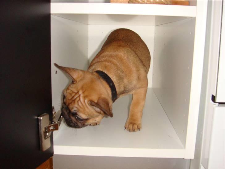 Fransk bulldog Lui Aimeé Asti - Måtte altså lige se om der ikke var noget spændende i skabet billede 9