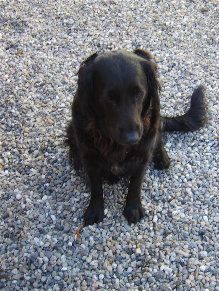 Blanding af racer Jackie *Død* - Kommer du snart og nusser mig eller hva´? billede 8