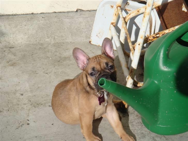Fransk bulldog Lui Aimeé Asti - Jeg ved godt jeg ikke må bide i vandkanden, men det er bare så fristende billede 10
