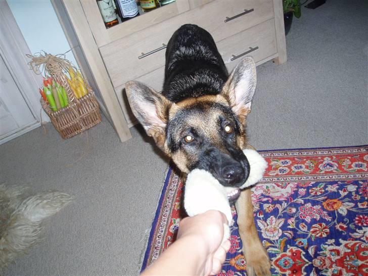 Schæferhund nemo - "kom så, hiv til mor!!" billede 10