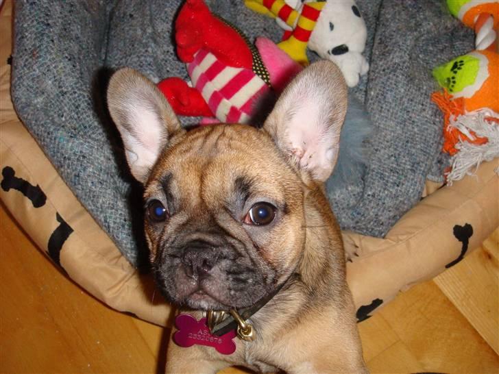 Fransk bulldog Lui Aimeé Asti - Kom og se min seng - den er bare dejlig billede 11