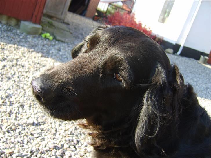 Blanding af racer Jackie *Død* - Ahh, lækkert at blive kløet ;0) billede 9