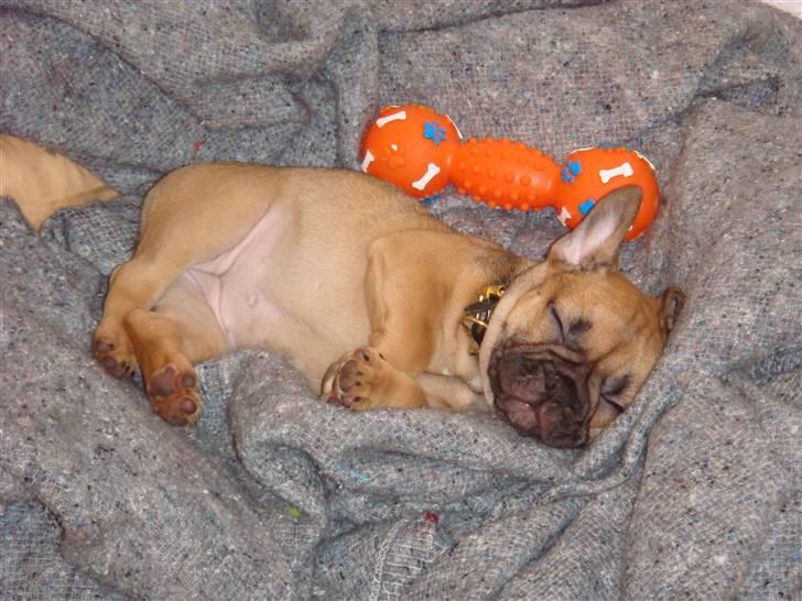 Fransk bulldog Lui Aimeé Asti - Snork - en lille formiddagslur er en god ting billede 12