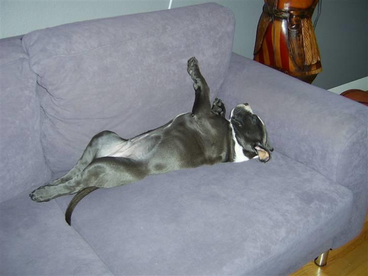 Amerikansk staffordshire terrier Biggie - Sådan sover han bedst... :-) billede 18