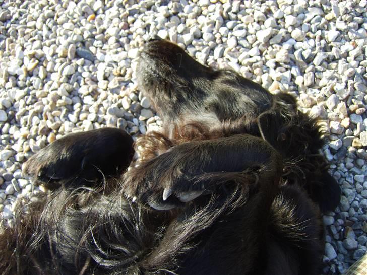 Blanding af racer Jackie *Død* - Juhuu, også på maven :0) billede 10