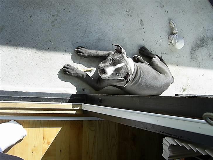 Amerikansk staffordshire terrier Biggie - Dejligt at ligge i solen.. billede 19