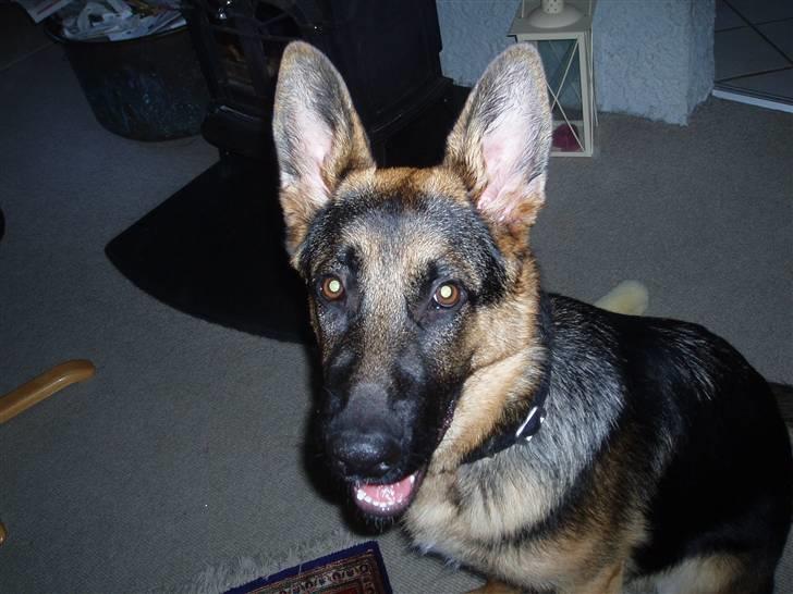 Schæferhund nemo - "hhhh" billede 11