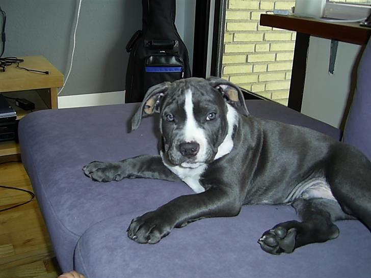 Amerikansk staffordshire terrier Biggie - 11 uger billede 20