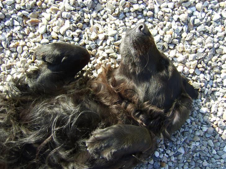 Blanding af racer Jackie *Død* - Jaaa!! billede 11