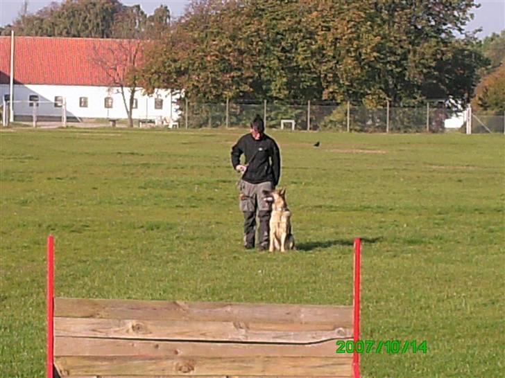Schæferhund Sara - Her er Sara der tager kontakt til førere før vi går i gang. billede 3