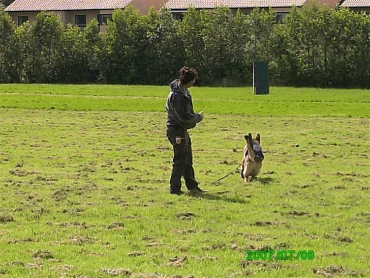 Schæferhund Sara - Her er Hassan på vej ud til første skjul,i høj tempo lige noget for ham. billede 4