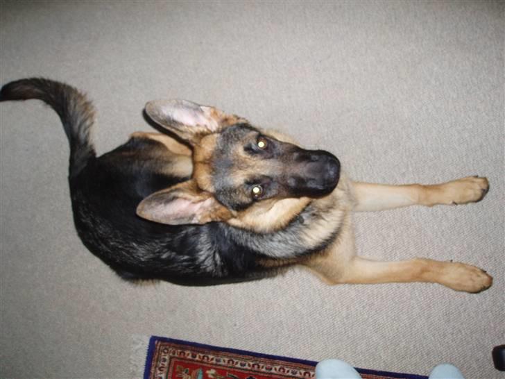 Schæferhund nemo - "er jeg lige fotogen eller hva?" billede 12