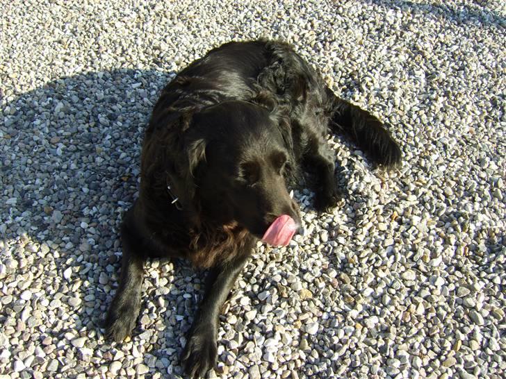 Blanding af racer Jackie *Død* - Det var dejligt ;0) billede 12