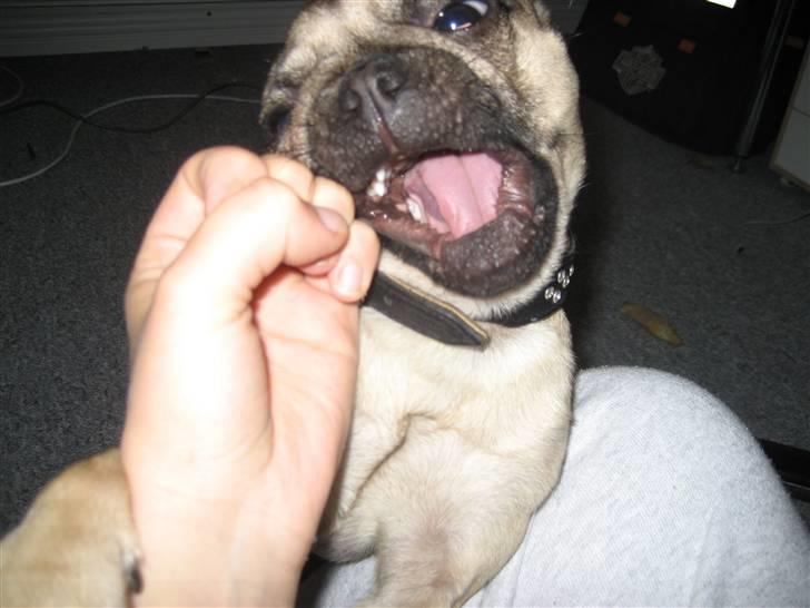 Mops Adolf Victor billede 17