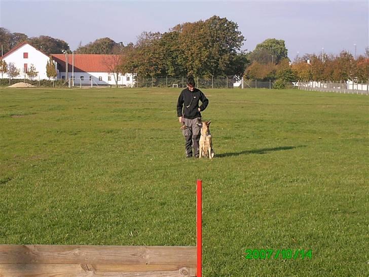 Schæferhund Sara - Her er hun på vej til at lave sin fremadsendelse. billede 5