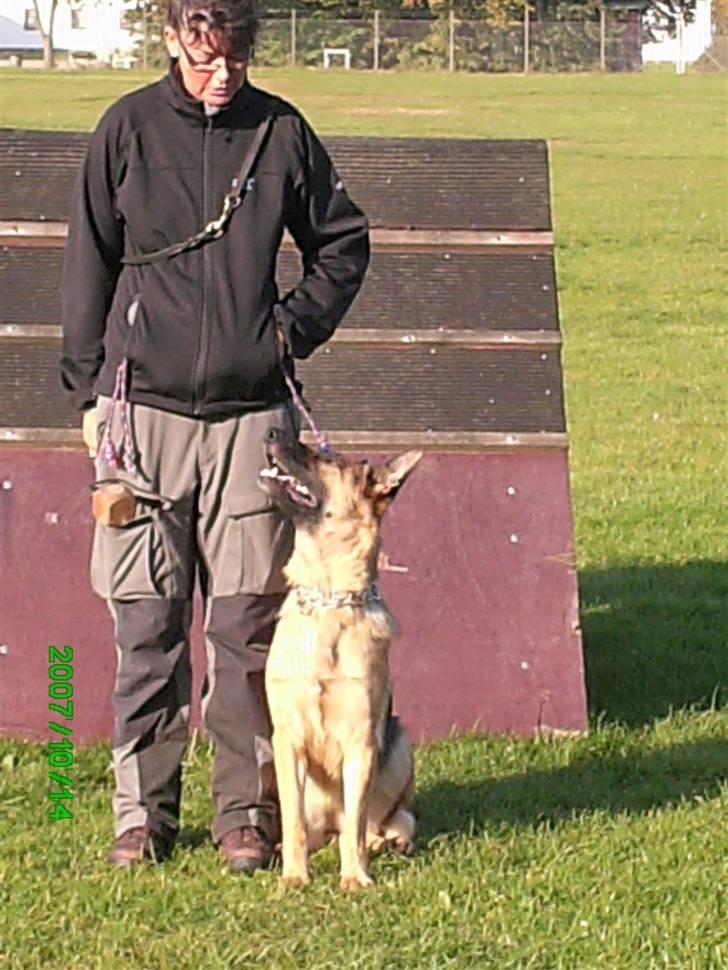 Schæferhund Sara - Her har hun lige en kort pause. billede 6