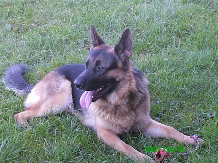 Schæferhund Sara - Her ligger Hassan med sin bold,efter en perfekt øvelse. billede 7